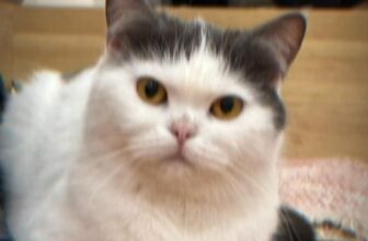 [🆕🇻🇳] JOY PET – Tiệm làm đẹp thú cưng 🐶🦜 Top1Pets 🐱🐠  , shares-0✔️ , likes-0❤️️ , date-🐶🐱🇻🇳🇻🇳🇻🇳📰🆕