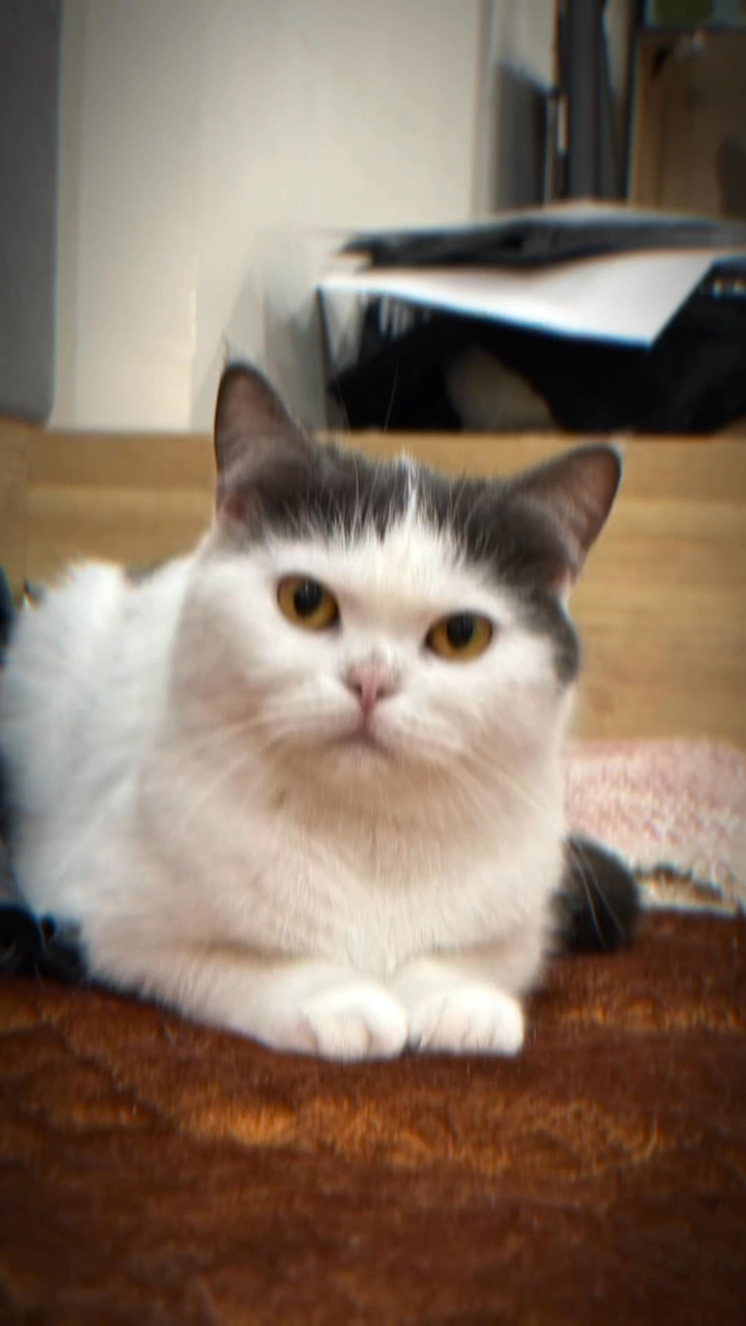 [🆕🇻🇳] JOY PET – Tiệm làm đẹp thú cưng 🐶🦜 Top1Pets 🐱🐠  , shares-0✔️ , likes-0❤️️ , date-🐶🐱🇻🇳🇻🇳🇻🇳📰🆕