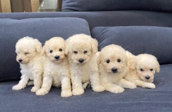 [🆕🇻🇳] Lanlan Pet- Pets Teach Peace Happiness (Biệt Thự 38 – Lô N.09, Khu Đô Thị Sài Đồng, Long Biên, Hà Nội) 🐶🦜 Top1Pets 🐱🐠 Cún con tìm nhà mới
Chi nhánh Hà Nội:
Cơ sở 1: 114 Quán Thánh, Ba Đình, Hà Nội
Số máy bàn: 02439285285
Hotline: 0935757568
9:00 am – 20:00
Cơ sở 2: Bi , shares-0✔️ , likes-3❤️️ , date-2023-08-13 18:09:28🐶🐱🇻🇳🇻🇳🇻🇳📰🆕