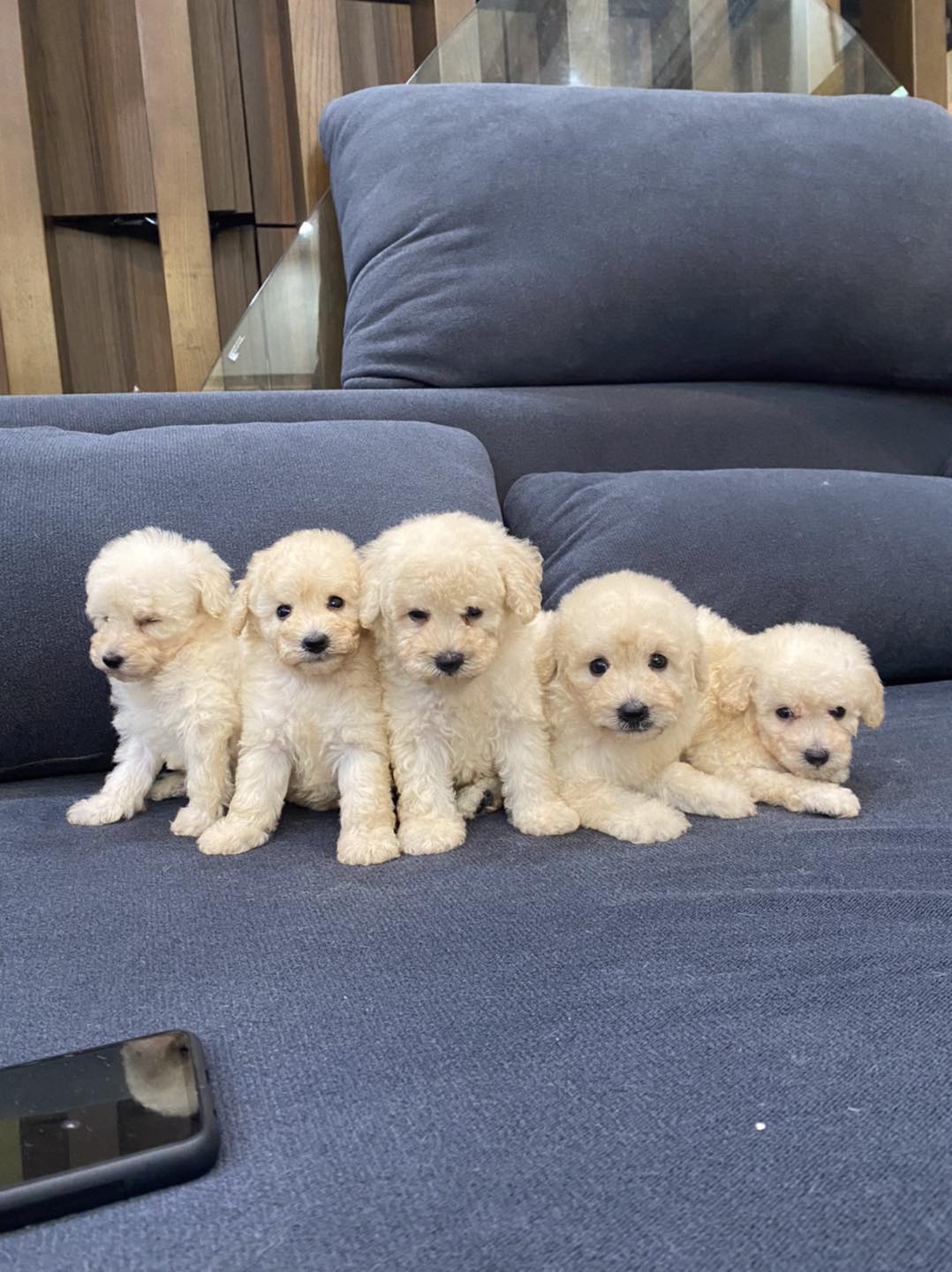 [🆕🇻🇳] Lanlan Pet- Pets Teach Peace Happiness (Biệt Thự 38 – Lô N.09, Khu Đô Thị Sài Đồng, Long Biên, Hà Nội) 🐶🦜 Top1Pets 🐱🐠 Cún con tìm nhà mới
Chi nhánh Hà Nội:
Cơ sở 1: 114 Quán Thánh, Ba Đình, Hà Nội
Số máy bàn: 02439285285
Hotline: 0935757568
9:00 am – 20:00
Cơ sở 2: Bi , shares-0✔️ , likes-3❤️️ , date-2023-08-13 18:09:28🐶🐱🇻🇳🇻🇳🇻🇳📰🆕