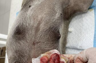 [🆕🇻🇳] Phòng Khám Thú Y Sky Pet 🐶🦜 Top1Pets 🐱🐠 Triệt sản cho bé pug 4 tuổi ạ
, shares-0✔️ , likes-3❤️️ , date-2024-10-22 17:09:47🐶🐱🇻🇳🇻🇳🇻🇳📰🆕