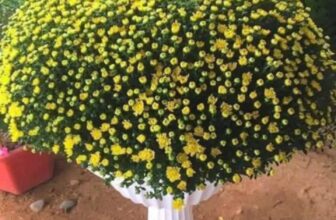 [🆕🇻🇳]  Yến Yến Kids – Mặc theo phong cách của bé ! 🧑‍🧒❤️️👶⭐️  Cúc Mâm Xôi – Biểu Tượng Của Tài Lộc, Thịnh VượngSll mâm xôi vàng size đại bự bao đẹp bao chất lượng.Cúc mâm xôi vàng rực rỡ mang đến may mắn và hạnh , shares-1✔️ , likes-3❤️️ , date-2025-01-04 19:50:00🇻🇳🇻🇳🇻🇳📰🆕