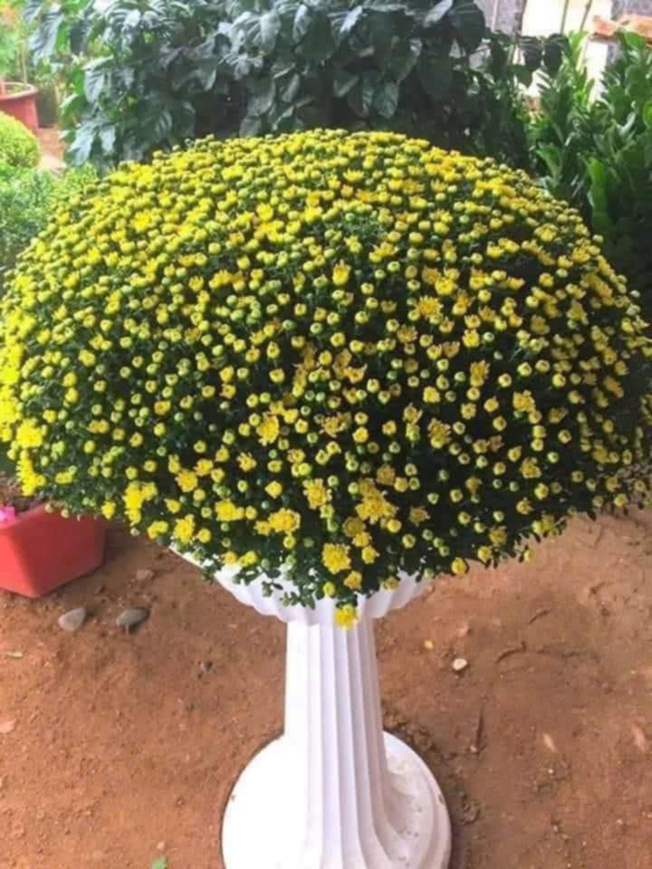 [🆕🇻🇳]  Yến Yến Kids – Mặc theo phong cách của bé ! 🧑‍🧒❤️️👶⭐️  Cúc Mâm Xôi – Biểu Tượng Của Tài Lộc, Thịnh VượngSll mâm xôi vàng size đại bự bao đẹp bao chất lượng.Cúc mâm xôi vàng rực rỡ mang đến may mắn và hạnh , shares-1✔️ , likes-3❤️️ , date-2025-01-04 19:50:00🇻🇳🇻🇳🇻🇳📰🆕