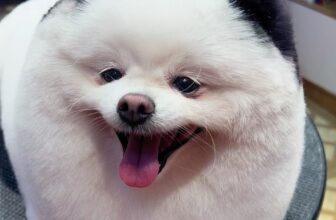 [🆕🇻🇳] Bắp Lùn Pet Spa – Chăm sóc thú cưng 🐶🦜 Top1Pets 🐱🐠  , shares-0✔️ , likes-0❤️️ , date-🐶🐱🇻🇳🇻🇳🇻🇳📰🆕