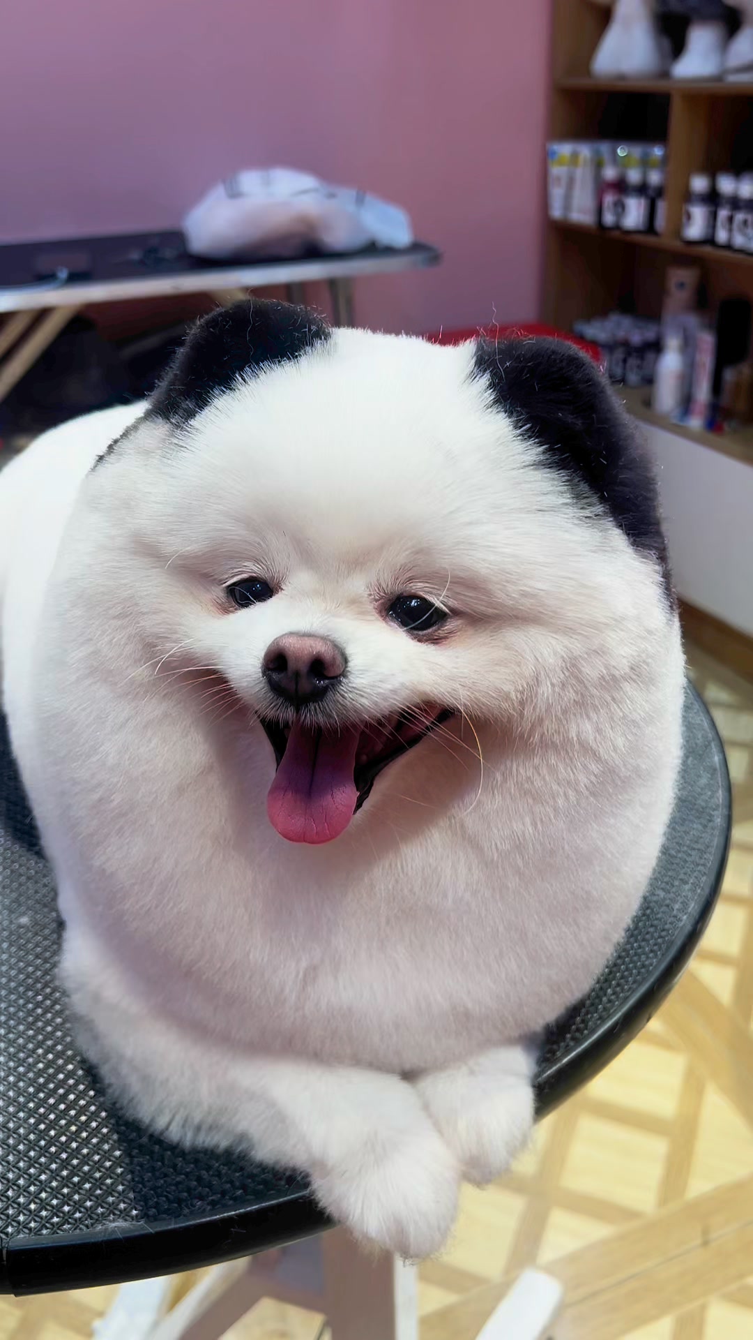 [🆕🇻🇳] Bắp Lùn Pet Spa – Chăm sóc thú cưng 🐶🦜 Top1Pets 🐱🐠  , shares-0✔️ , likes-0❤️️ , date-🐶🐱🇻🇳🇻🇳🇻🇳📰🆕