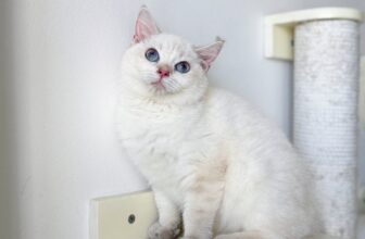 [🆕🇻🇳] Paws Pet House 🐶🦜 Top1Pets 🐱🐠 𝘾𝙖́𝙘 𝙘𝙤𝙣 đ𝙤̛̣𝙞 𝙗𝙖 𝙢𝙚̣
Bên Paws Pet House đang có chương trình ưu đãi giãm mạnh 20%-30% mõi bé.Các bé từ 2-8 tháng tuổi ạ .
Tim chủng đầy đủ .
Bảo hi , shares-1✔️ , likes-64❤️️ , date-2025-05-05 02:38:02🐶🐱🇻🇳🇻🇳🇻🇳📰🆕