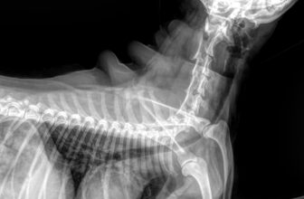 [🆕🇻🇳Hệ Thống Dịch Vụ Thú Y – AUDI PET.com 🐶🦜 Top1Pets 🐱🐠 **Công ty TNHH hệ thống dịch vụ Thú – Y**
AUDI PET.com® cần tuyển
______________________________________1.BÁC SĨ THÚ Y (nội khoa và tư vấn khách hàng)
, shares-1223✔️ , likes-68❤️️ , date-2024-04-29 20:21:15🐶🐱🇻🇳🇻🇳🇻🇳📰🆕