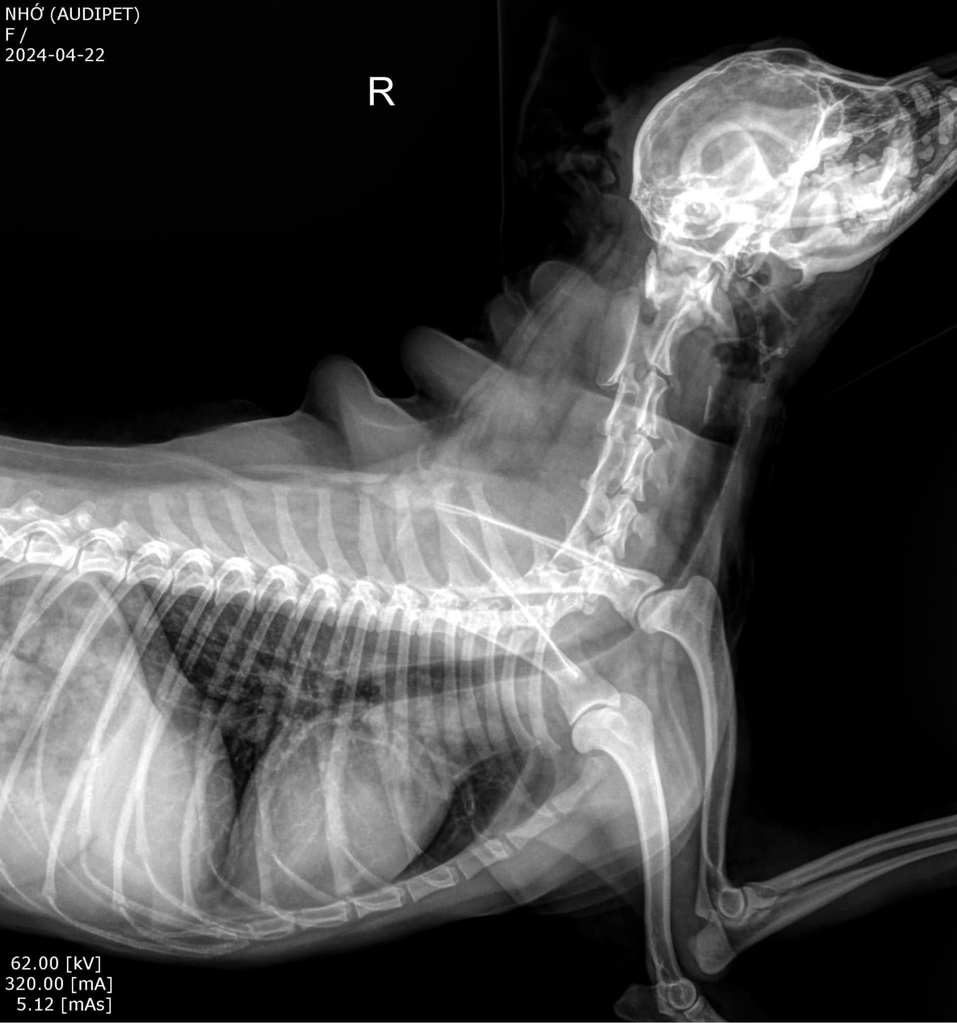 [🆕🇻🇳]  Love Joy Kids Thời trang cho bé 🧑‍🧒❤️️👶⭐️ Phong cách Vintage cho bé
, shares-0✔️ , likes-0❤️️ , date-2024-04-29 15:52:24🇻🇳🇻🇳🇻🇳📰🆕