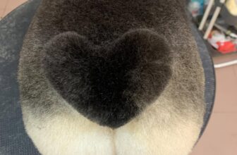 [🆕🇻🇳] TOM PET- Nơi thú cưng của bạn thích thú 🐶🦜 Top1Pets 🐱🐠  Trông như con Đom Đóm
, shares-0✔️ , likes-10❤️️ , date-2024-09-25 00:21:09🐶🐱🇻🇳🇻🇳🇻🇳📰🆕