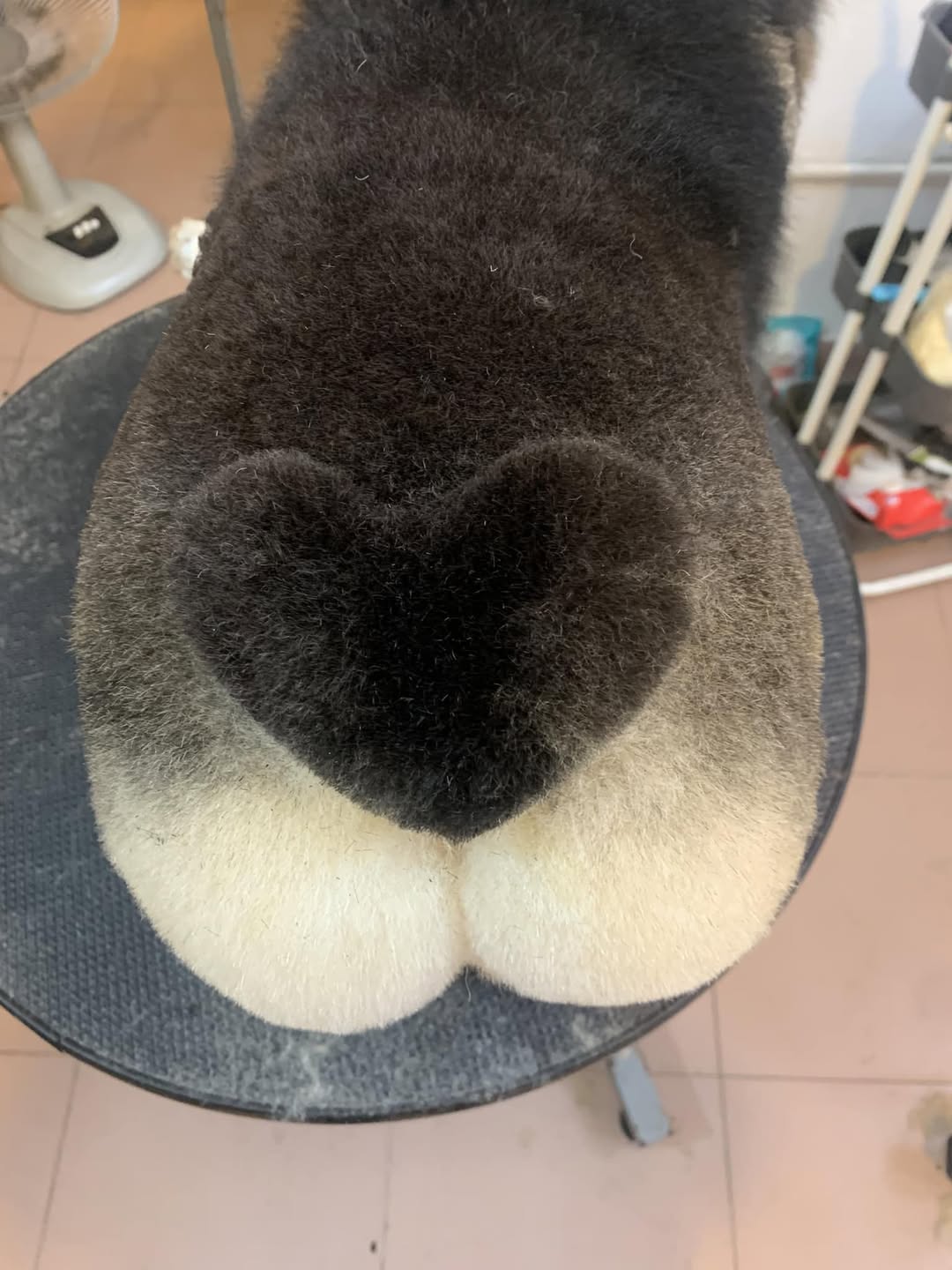 [🆕🇻🇳] TOM PET- Nơi thú cưng của bạn thích thú 🐶🦜 Top1Pets 🐱🐠  Trông như con Đom Đóm
, shares-0✔️ , likes-10❤️️ , date-2024-09-25 00:21:09🐶🐱🇻🇳🇻🇳🇻🇳📰🆕