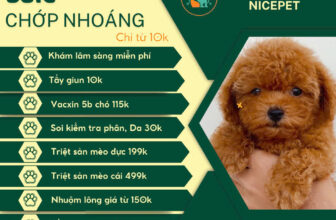 [🆕🇻🇳] Bệnh Viện thú y Nicepet 15 Hồng Tiến 🐶🦜 Top1Pets 🐱🐠  SALE CHỚP NHOÁNG – DỊCH VỤ THÚ Y SIÊU ƯU ĐÃI!
Bạn đang tìm kiếm dịch vụ chăm sóc sức khỏe tốt nhất cho thú cưng với giá cực ưu đãi? Hãy đến ngay” Hệ Thố , shares-0✔️ , likes-0❤️️ , date-2025-03-04 23:46:41🐶🐱🇻🇳🇻🇳🇻🇳📰🆕