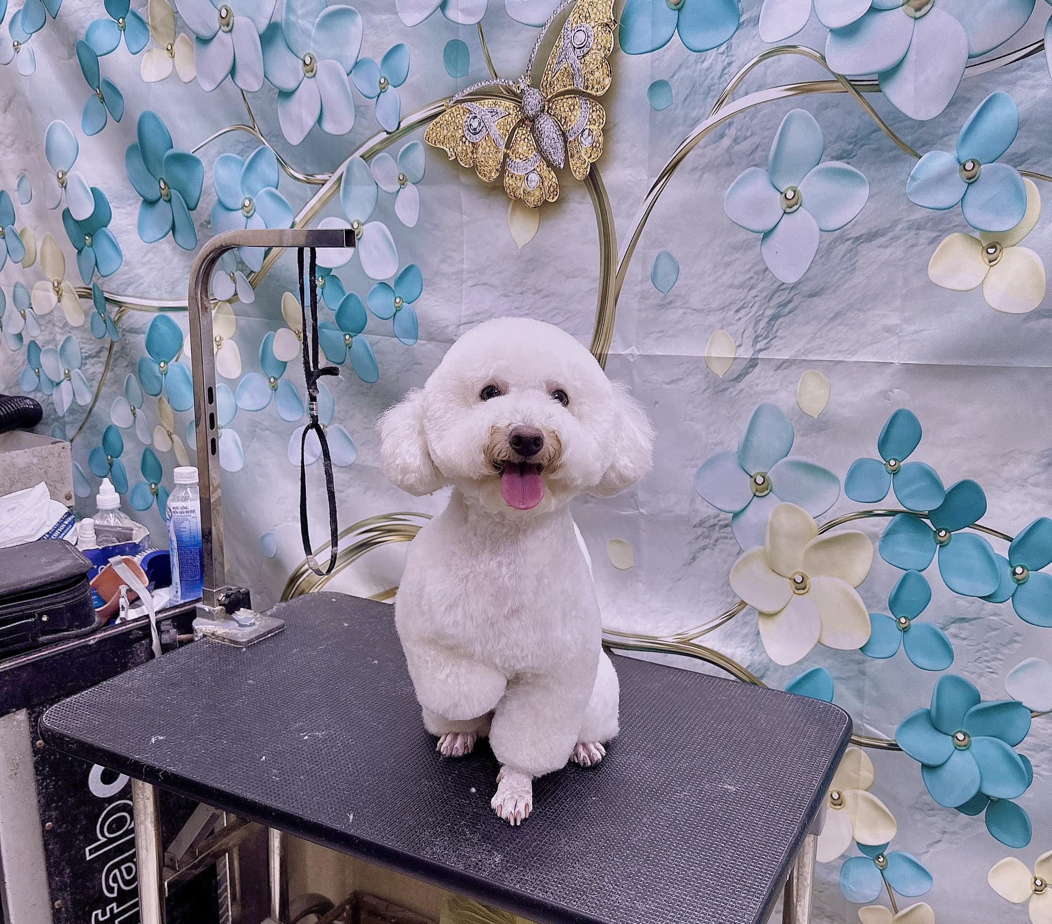 [🆕🇻🇳] Noobi Pet Shop 🐶🦜 Top1Pets 🐱🐠 Có chị khách sang đưa mình 300k bảo cắt cho chị con chó nha e. Thế là mình cắt ….
, shares-0✔️ , likes-6❤️️ , date-2024-10-01 15:59:12🐶🐱🇻🇳🇻🇳🇻🇳📰🆕