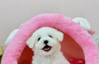 [🆕🇻🇳] Pet Universe – Spa & Pet Shop cơ sở 28 Cầu Giấy 🐶🦜 Top1Pets 🐱🐠 Con đang đợi ba mẹ tới đón về chăm ạ
Free tẩy giun
Free tiêm phòng 1 mũi
Bảo hành Care , Pravo 7 ngày𝐏𝐄𝐓 𝐔𝐍𝐈𝐕𝐄𝐑𝐒𝐄 – 𝐒𝐏𝐀
Address  :
𝐂𝐨̛ 𝐬𝐨̛̉ 1: 9 , shares-0✔️ , likes-3❤️️ , date-2025-03-12 07:31:26🐶🐱🇻🇳🇻🇳🇻🇳📰🆕