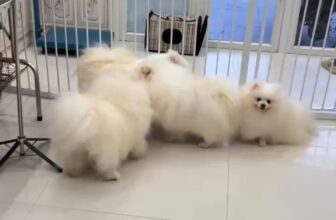 [🆕🇻🇳] Tamapu Pet 🐶🦜 Top1Pets 🐱🐠  , shares-0✔️ , likes-0❤️️ , date-🐶🐱🇻🇳🇻🇳🇻🇳📰🆕