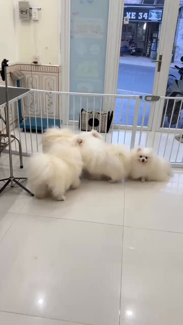 [🆕🇻🇳] Tamapu Pet 🐶🦜 Top1Pets 🐱🐠  , shares-0✔️ , likes-0❤️️ , date-🐶🐱🇻🇳🇻🇳🇻🇳📰🆕