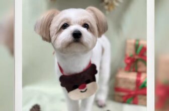 [🆕🇻🇳] Pet Addict – Dịch vụ thú cưng – Pet Shop, grooming, Spa, Hotel 🐶🦜 Top1Pets 🐱🐠 +1 chiếc sốp lười đăng bài
Tiệm em vẫn làm việc hằng ngày đó khách yêu ơi, nhắn tin em để đặt lịch hoặc tư vấn về giá ạ, ngoài trừ lúc ngủ ra thì tụi elm  , shares-0✔️ , likes-0❤️️ , date-2025-05-21 17:00:38🐶🐱🇻🇳🇻🇳🇻🇳📰🆕