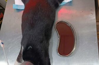 [🆕🇻🇳] Thú Y Tại Nhà 24/24 🐶🦜 Top1Pets 🐱🐠 Thông tắc tiểu trên mèo đực
——–++++±+++++++++++—-
Nguyên nhân: do viêm bàng quang – sạn bùn trong bàng quang
Biểu hiện: mèo bỏ ăn, rặn tiểu liên t , shares-0✔️ , likes-0❤️️ , date-2025-05-21 17:11:20🐶🐱🇻🇳🇻🇳🇻🇳📰🆕