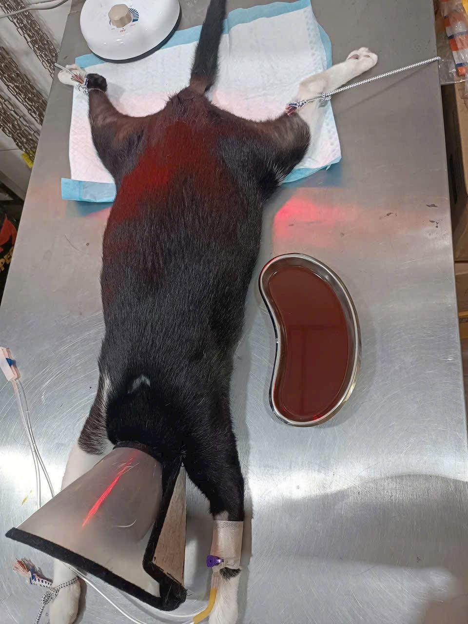 [🆕🇻🇳] Pet Addict – Dịch vụ thú cưng – Pet Shop, grooming, Spa, Hotel 🐶🦜 Top1Pets 🐱🐠 +1 chiếc sốp lười đăng bài
Tiệm em vẫn làm việc hằng ngày đó khách yêu ơi, nhắn tin em để đặt lịch hoặc tư vấn về giá ạ, ngoài trừ lúc ngủ ra thì tụi elm  , shares-0✔️ , likes-0❤️️ , date-2025-05-21 17:00:38🐶🐱🇻🇳🇻🇳🇻🇳📰🆕