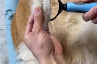 [🆕🇻🇳] Pi Sà Pet Shop – cửa hàng đồ thú cưng cao cấp, chuyên cung cấp thức ăn, phụ kiện, đồ dùng chó mèo 🐶🦜 Top1Pets 🐱🐠 L\u01b0\u1ee3c ch\u1ea3i l\u00f4ng ch\u00f3 m\u00e8o cao c\u1ea5p | Gi\u1ea3m l\u00f4ng r\u1ee5ng – G\u1ee1 l\u00f4ng r\u1ed1i cho ch\u00f3 m\u00e8o \u25b6 , shares-14✔️ , likes-2K❤️️ , date-2025-05-29 16:47:43🐶🐱🇻🇳🇻🇳🇻🇳📰🆕