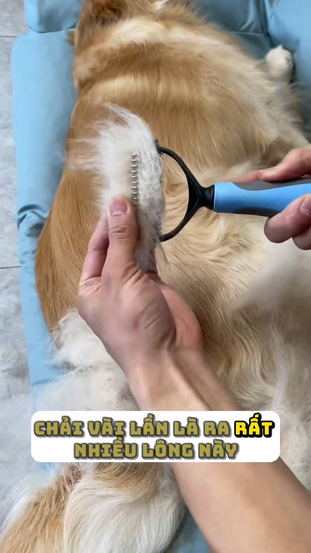 [🆕🇻🇳] Pi Sà Pet Shop – cửa hàng đồ thú cưng cao cấp, chuyên cung cấp thức ăn, phụ kiện, đồ dùng chó mèo 🐶🦜 Top1Pets 🐱🐠 Lu01b0u1ee3c chu1ea3i lu00f4ng chu00f3 mu00e8o cao cu1ea5p | Giu1ea3m lu00f4ng ru1ee5ng – Gu1ee1 lu00f4ng ru1ed1i cho chu00f3 mu00e8o u25b6 , shares-14✔️ , likes-2K❤️️ , date-2025-05-29 16:47:43🐶🐱🇻🇳🇻🇳🇻🇳📰🆕