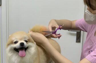 [🆕🇻🇳] Mpet House – Ngôi nhà thú cưng – Spa, phụ kiện, khách sạn thú cưng 🐶🦜 Top1Pets 🐱🐠 TUYỂN MẪU CẮT TỈA FREE
Hiện tại bên mình cần tuyển mẫu cún cho học viên thực hành CẮT TỈA.
* Quyền lợi:
– Được vệ sinh tai, cắt mài móng, vắt tuyến hôi,  , shares-0✔️ , likes-1❤️️ , date-2025-05-25 03:53:35🐶🐱🇻🇳🇻🇳🇻🇳📰🆕