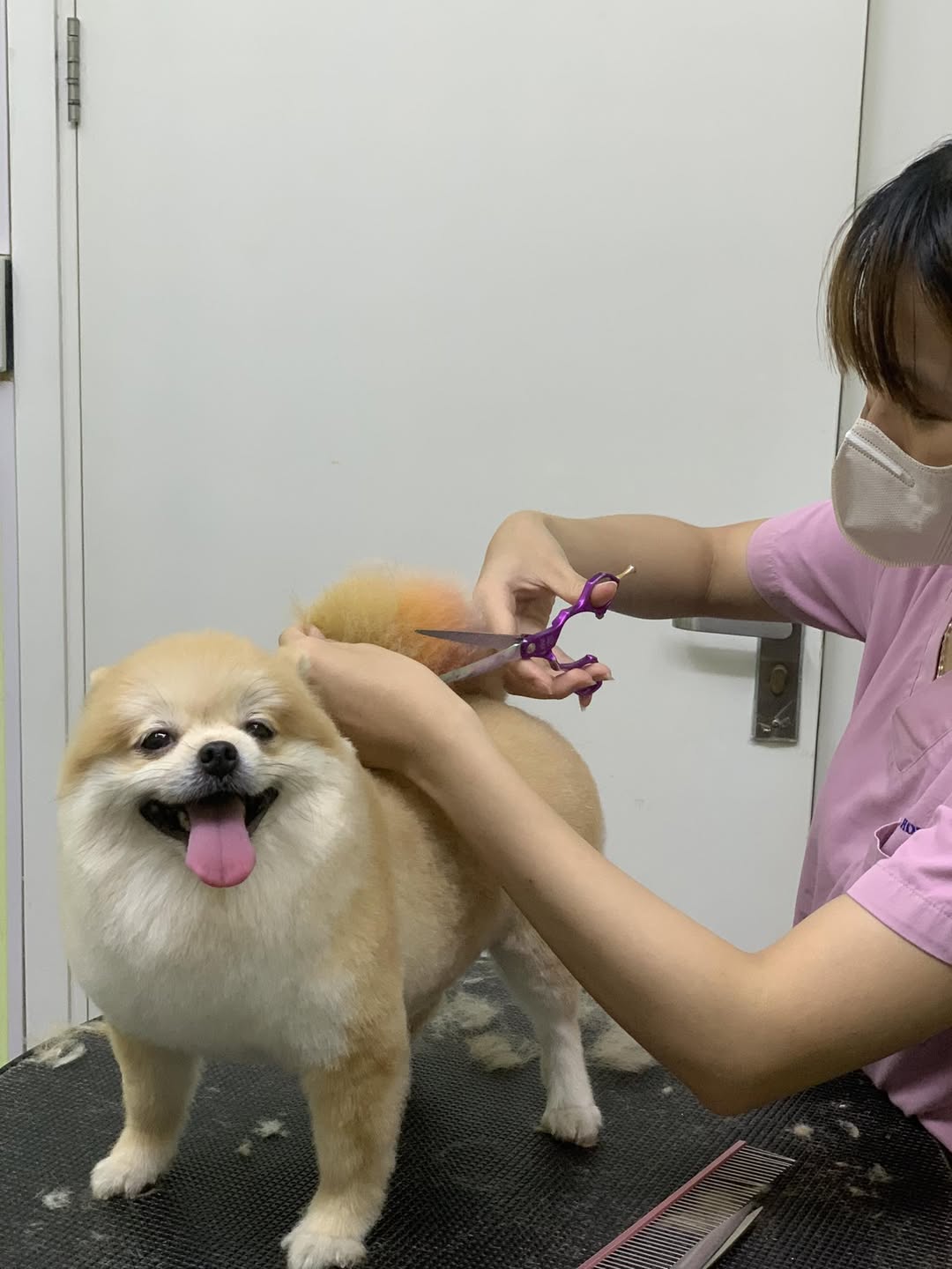 [🆕🇻🇳] Mpet House – Ngôi nhà thú cưng – Spa, phụ kiện, khách sạn thú cưng 🐶🦜 Top1Pets 🐱🐠 TUYỂN MẪU CẮT TỈA FREE
Hiện tại bên mình cần tuyển mẫu cún cho học viên thực hành CẮT TỈA.
* Quyền lợi:
– Được vệ sinh tai, cắt mài móng, vắt tuyến hôi,  , shares-0✔️ , likes-1❤️️ , date-2025-05-25 03:53:35🐶🐱🇻🇳🇻🇳🇻🇳📰🆕