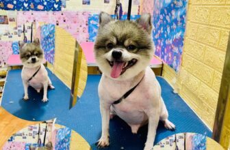 [🆕🇻🇳] Phòng Khám Thú Y Hà Đông GimoPet 🐶🦜 Top1Pets 🐱🐠 Trung bình các kiểu mẫu mùa hè nhà iemm  cạo, cạo cạo, ngắn ngắn ngắnMưa gió
=))) Hỗ trợ đưa đón các bé luôn ạ.hãy để chúng tôi chăm sóc thú cưng củ , shares-0✔️ , likes-1❤️️ , date-2025-05-26 15:15:38🐶🐱🇻🇳🇻🇳🇻🇳📰🆕