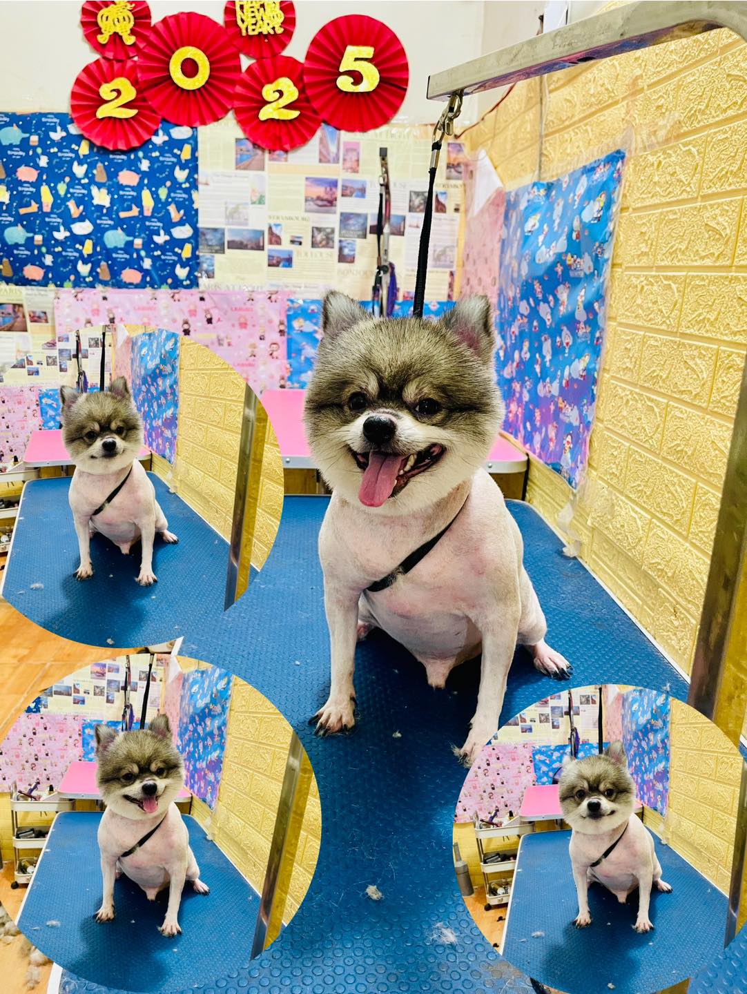 [🆕🇻🇳] Phòng Khám Thú Y Hà Đông GimoPet 🐶🦜 Top1Pets 🐱🐠 Trung bình các kiểu mẫu mùa hè nhà iemm  cạo, cạo cạo, ngắn ngắn ngắnMưa gió
=))) Hỗ trợ đưa đón các bé luôn ạ.hãy để chúng tôi chăm sóc thú cưng củ , shares-0✔️ , likes-1❤️️ , date-2025-05-26 15:15:38🐶🐱🇻🇳🇻🇳🇻🇳📰🆕