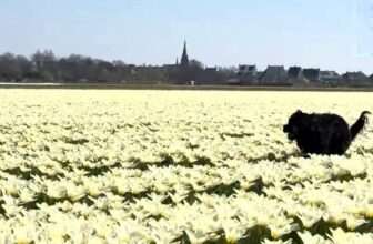 [🆕🇻🇳] Booking.com – Công ty lữ hành ♥️️ Top1Checkin ☑  Just an American dog visiting a tulip field in the Netherlands”},”id”:”UzpfSTEwMDA2NDQwNDM4MDkwNTpWSzoxMjY0NzY4MTAyMzIyOTg2″},”accent_color”:”FF0B3782″},”e , shares-61✔️ , likes-17K❤️️ , date-2025-05-28 02:57:11🇻🇳🇻🇳🇻🇳📰🆕