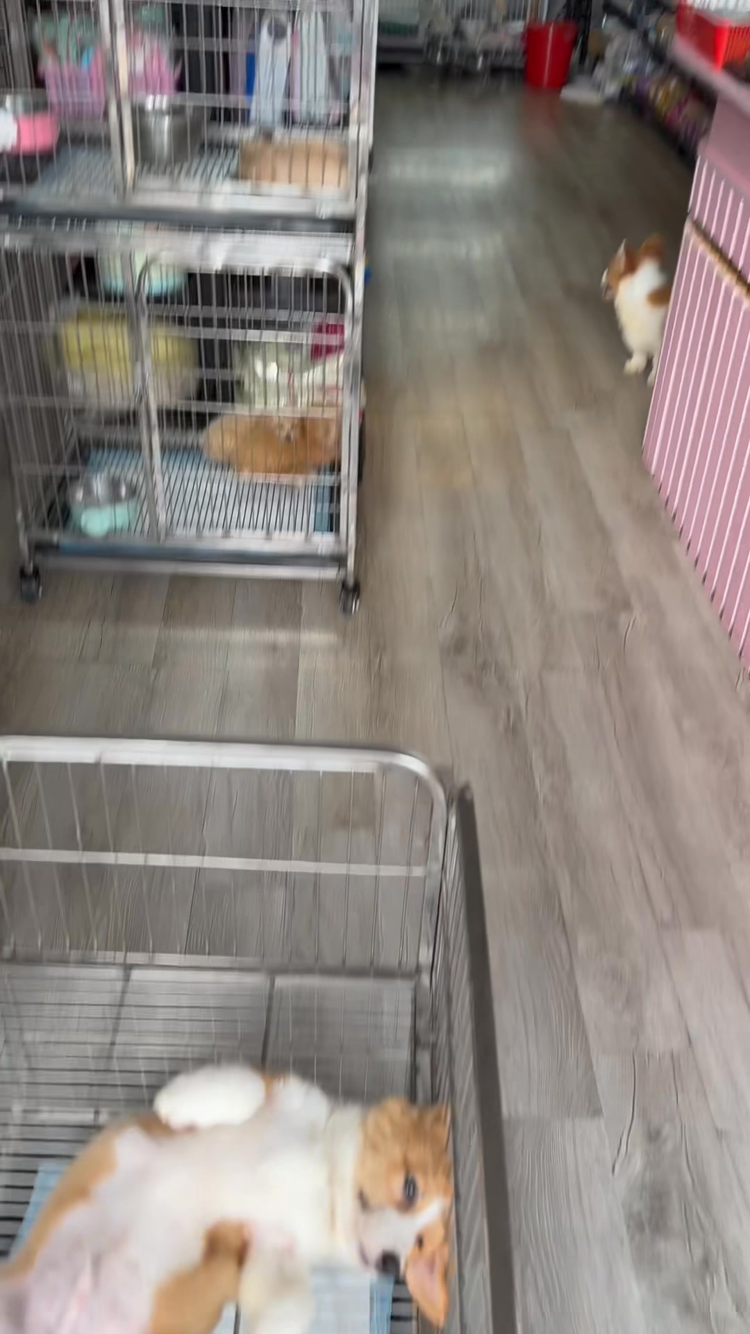 [🆕🇻🇳] 𝐍𝐀𝐎𝐌𝐈 𝐏𝐄𝐓 𝐒𝐇𝐎𝐏 – Dịch Vụ Thú Cưng, Bà Rịa 🐶🦜 Top1Pets 🐱🐠  , shares-0✔️ , likes-0❤️️ , date-🐶🐱🇻🇳🇻🇳🇻🇳📰🆕