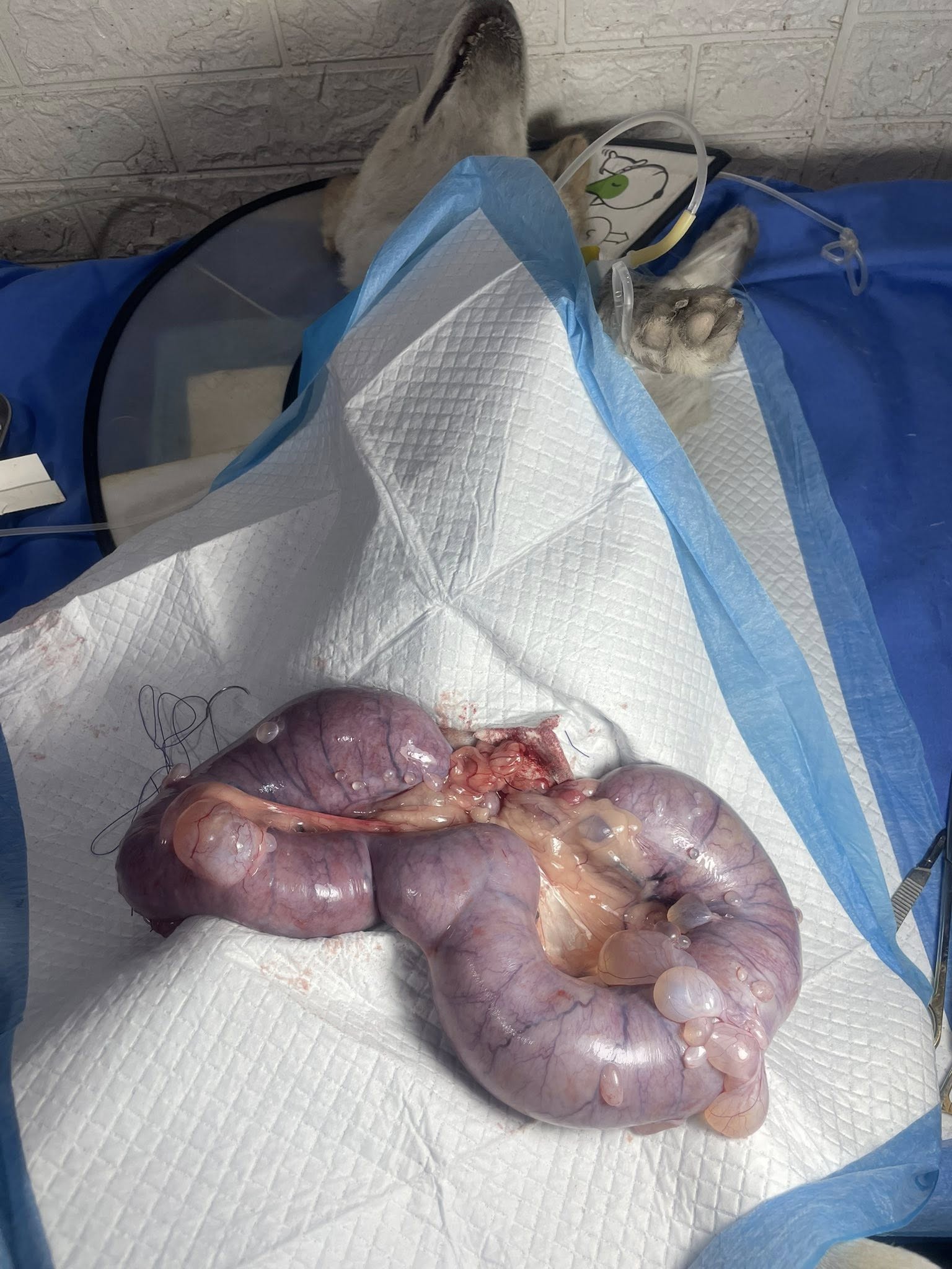 [🆕🇻🇳] Phòng khám Thú y NAN PET  🐶🦜 Top1Pets 🐱🐠 Phẫu thuật viêm tửcung cho bà corgi
Nanpet 195 Ngô Xuân Quảng
0335 997 338
, shares-0✔️ , likes-4❤️️ , date-2025-06-03 17:58:53🐶🐱🇻🇳🇻🇳🇻🇳📰🆕