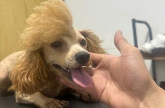 [🆕🇻🇳] Phòng Khám Thú Y HELLO PET – Việt Yên 🐶🦜 Top1Pets 🐱🐠 Mùa gặt đến rồi
Lúa chín cúi đầu nào các Bot ơi…
#phongkhamthuyhellopet #phauthuat #bacsythuyvietyen #bacsythuybacgiang
#phongkhamthuybacgiang #phong_kh , shares-0✔️ , likes-11❤️️ , date-2025-06-01 00:52:55🐶🐱🇻🇳🇻🇳🇻🇳📰🆕