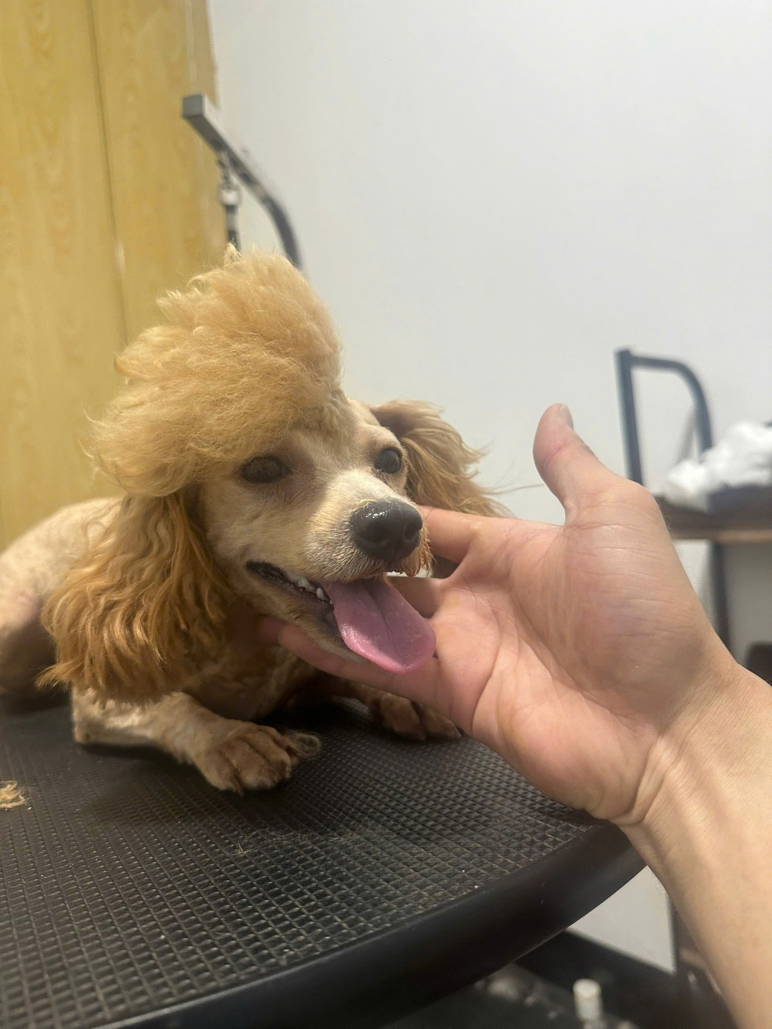 [🆕🇻🇳] Phòng khám Thú y NAN PET  🐶🦜 Top1Pets 🐱🐠 Phẫu thuật viêm tửcung cho bà corgi
Nanpet 195 Ngô Xuân Quảng
0335 997 338
, shares-0✔️ , likes-4❤️️ , date-2025-06-03 17:58:53🐶🐱🇻🇳🇻🇳🇻🇳📰🆕