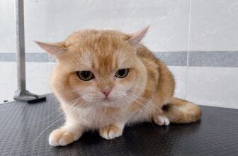 [🆕🇻🇳] Pety Station Quận 8 – Spa, grooming, hotel, thức ăn và phụ kiện cho thú cưng 🐶🦜 Top1Pets 🐱🐠 Cái nọong nhỏ xíuuuu𝑻𝒉𝒐̂𝒏𝒈 𝒕𝒊𝒏 𝒍𝒊𝒆̂𝒏 𝒉𝒆̣̂:
Fanpage: Pety Station Quận 8
Địa chỉ: 582 Hưng Phú, Phường 9, Quận 8
Gg maps:
Hotline: 084 2161157
, shares-0✔️ , likes-0❤️️ , date-2025-06-06 23:46:01🐶🐱🇻🇳🇻🇳🇻🇳📰🆕