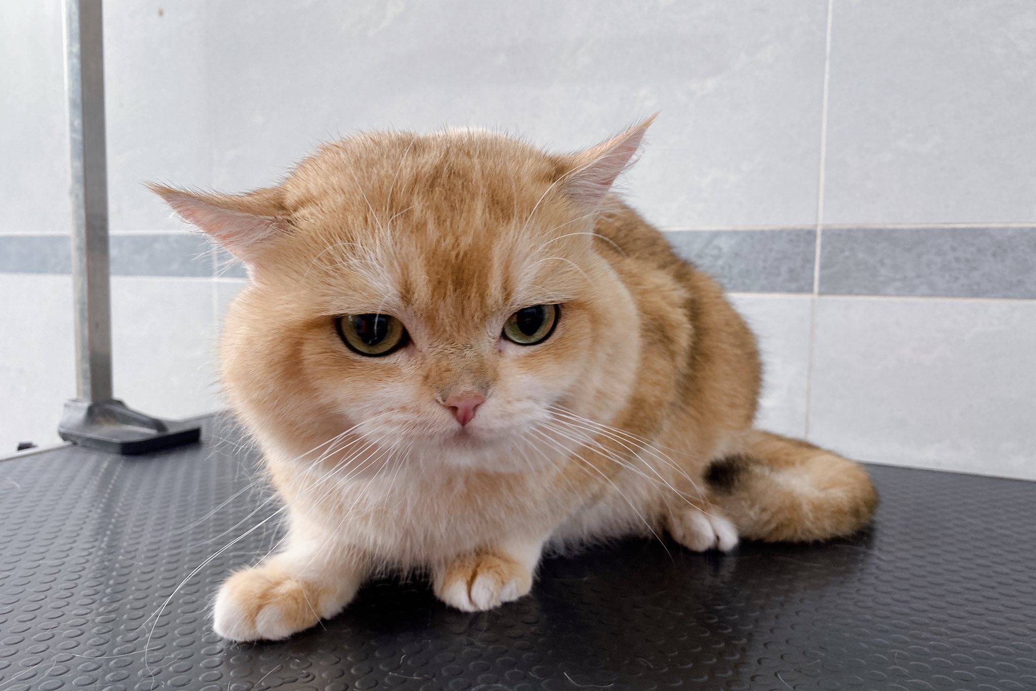 [🆕🇻🇳] Pety Station Quận 8 – Spa, grooming, hotel, thức ăn và phụ kiện cho thú cưng 🐶🦜 Top1Pets 🐱🐠 Cái nọong nhỏ xíuuuu𝑻𝒉𝒐̂𝒏𝒈 𝒕𝒊𝒏 𝒍𝒊𝒆̂𝒏 𝒉𝒆̣̂:
Fanpage: Pety Station Quận 8
Địa chỉ: 582 Hưng Phú, Phường 9, Quận 8
Gg maps:
Hotline: 084 2161157
, shares-0✔️ , likes-0❤️️ , date-2025-06-06 23:46:01🐶🐱🇻🇳🇻🇳🇻🇳📰🆕