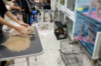 [🆕🇻🇳] Pumami Pet Shop – Cửa Hàng Chăm Sóc Thú Cưng 🐶🦜 Top1Pets 🐱🐠  Cuối tuần đông vui quá
Quý khách đặt lịch trước cho các bé để khi các bé qua shop không phải đợi lâu ạ.
Các bé ở xa Quý Khách không tiện chở bé qua sho , shares-0✔️ , likes-1❤️️ , date-2025-06-16 02:22:39🐶🐱🇻🇳🇻🇳🇻🇳📰🆕