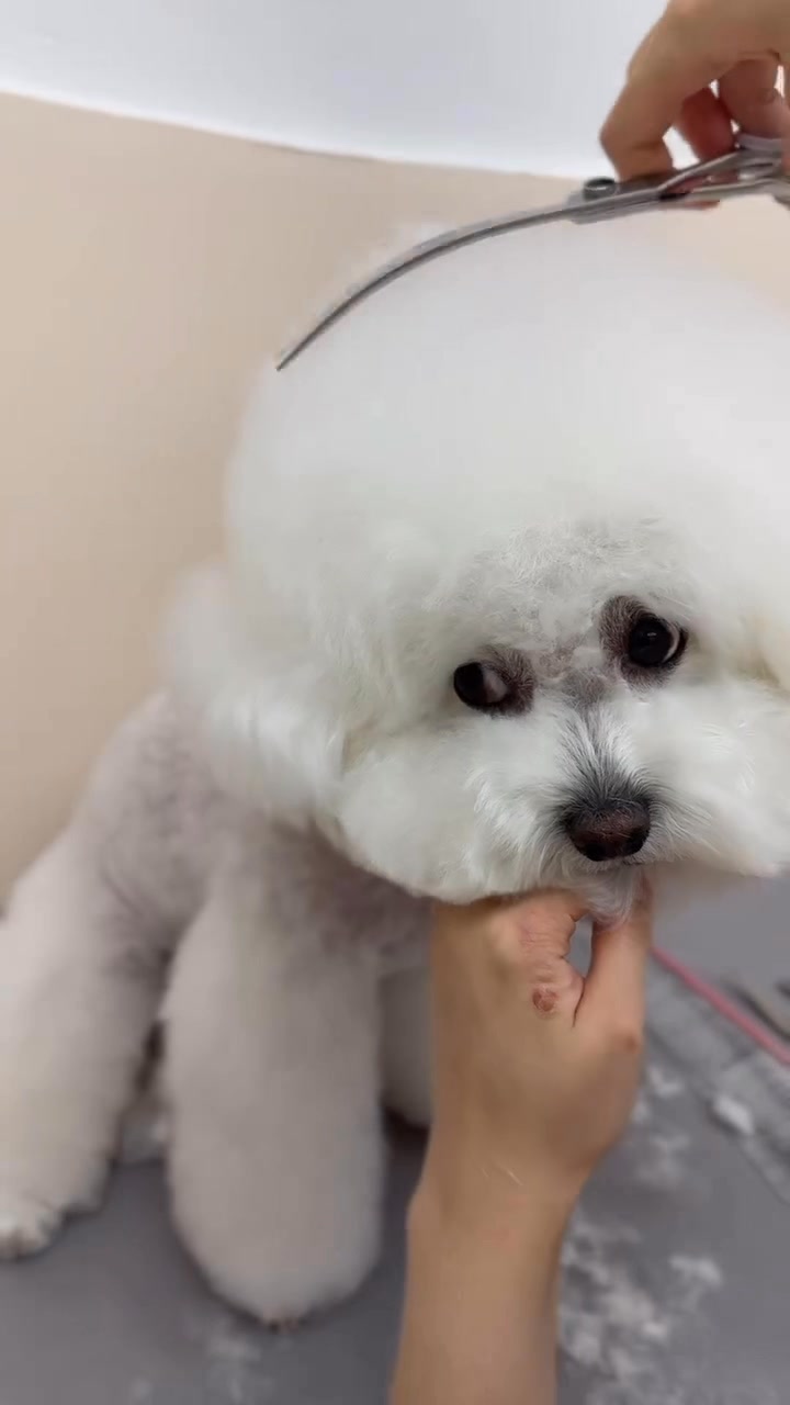 [🆕🇻🇳] Cengrooming – Tiệm làm đẹp thú cưng 🐶🦜 Top1Pets 🐱🐠 Trông vậy thôi chứ em vừa “makeover” xong đó! Spa một phát là thành hot dog liền  , shares-0✔️ , likes-0❤️️ , date-2025-06-16 06:07:08🐶🐱🇻🇳🇻🇳🇻🇳📰🆕