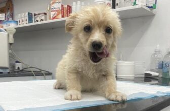 [🆕🇻🇳] Phòng khám Thú Y Hà Nam 🐶🦜 Top1Pets 🐱🐠  : Góc Tìm Chủ Lạc
Phòng Khám Thú Y Hà Nam
——————————–
– Chúng tôi đang trong một tình huống không mong muốn và cần sự giúp đỡ của c , shares-10✔️ , likes-15❤️️ , date-2025-05-21 04:02:55🐶🐱🇻🇳🇻🇳🇻🇳📰🆕