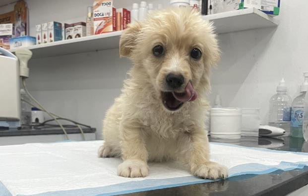 [🆕🇻🇳] Phòng khám Thú Y Hà Nam 🐶🦜 Top1Pets 🐱🐠  : Góc Tìm Chủ Lạc
Phòng Khám Thú Y Hà Nam
——————————–
– Chúng tôi đang trong một tình huống không mong muốn và cần sự giúp đỡ của c , shares-10✔️ , likes-15❤️️ , date-2025-05-21 04:02:55🐶🐱🇻🇳🇻🇳🇻🇳📰🆕