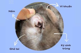 [🆕🇻🇳] Pet&Joi Petshop 🐶🦜 Top1Pets 🐱🐠 ĐỂ THÚ CƯNG LUÔN CÓ 1 ĐÔI TAI KHOẺ MẠNH
BƯỚC ĐẦU THÀNH CÔNG KHÔNG THỂ THIẾU LÀ DUNG DỊCH VỆ SINH TAI OTI – SCRUB DƯỚI ĐÂYKhám phá Dung dịch vệ sinh ta , shares-0✔️ , likes-0❤️️ , date-2024-11-03 16:57:15🐶🐱🇻🇳🇻🇳🇻🇳📰🆕