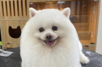 [🆕🇻🇳] Teddy Pet – Tiệm Chăm Sóc Thú Cưng 🐶🦜 Top1Pets 🐱🐠 Đẹp trai nên chàng tự tin lắm hẹ hẹ hẹ
, shares-1✔️ , likes-18❤️️ , date-2025-06-24 02:41:09🐶🐱🇻🇳🇻🇳🇻🇳📰🆕