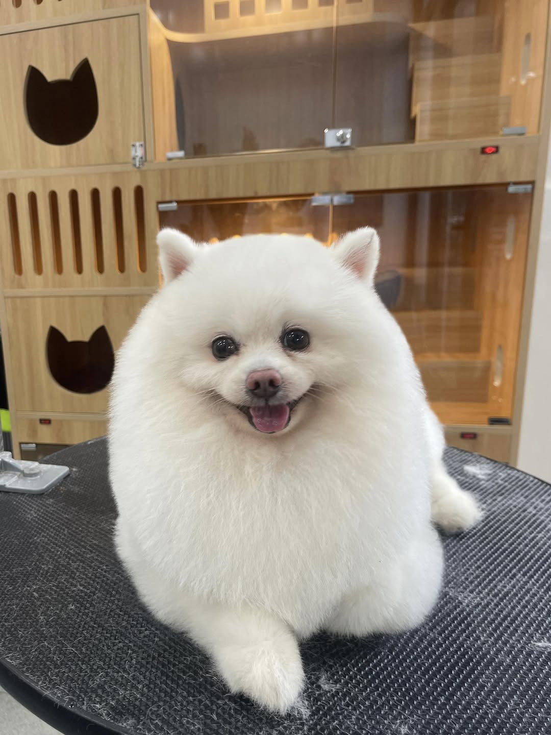 [🆕🇻🇳] Teddy Pet – Tiệm Chăm Sóc Thú Cưng 🐶🦜 Top1Pets 🐱🐠 Đẹp trai nên chàng tự tin lắm hẹ hẹ hẹ
, shares-1✔️ , likes-18❤️️ , date-2025-06-24 02:41:09🐶🐱🇻🇳🇻🇳🇻🇳📰🆕