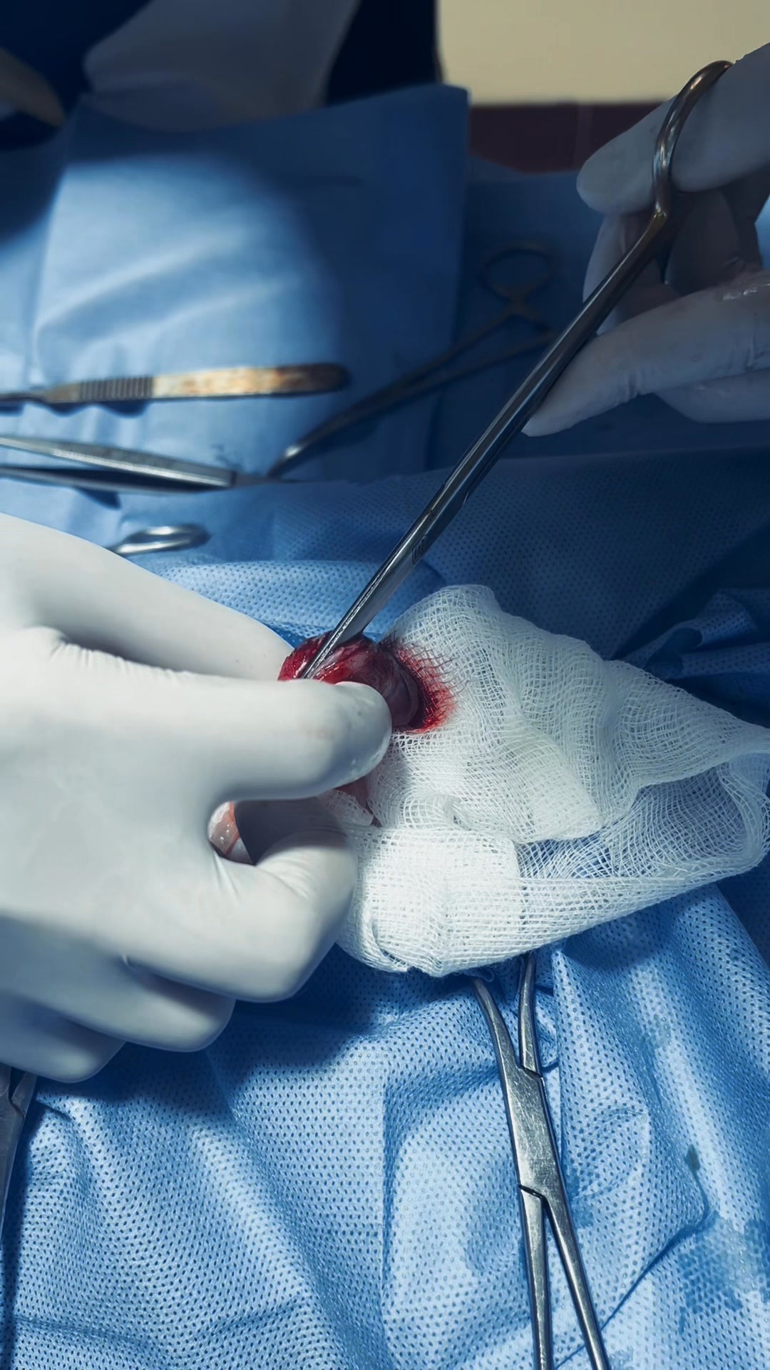 [🆕🇻🇳] Phòng Khám Thú Y BẮC NINH 🐶🦜 Top1Pets 🐱🐠  , shares-0✔️ , likes-0❤️️ , date-🐶🐱🇻🇳🇻🇳🇻🇳📰🆕