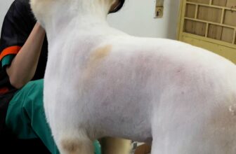 [🆕🇻🇳] Pet Ivy – Spa & Pet Shop 🐶🦜 Top1Pets 🐱🐠 Điện đã về bản rùi ạ   #petivy #chuabenhchomeo #spapet #phukienthucun #thucanchomeo , shares-0✔️ , likes-0❤️️ , date-2025-06-21 01:10:40🐶🐱🇻🇳🇻🇳🇻🇳📰🆕