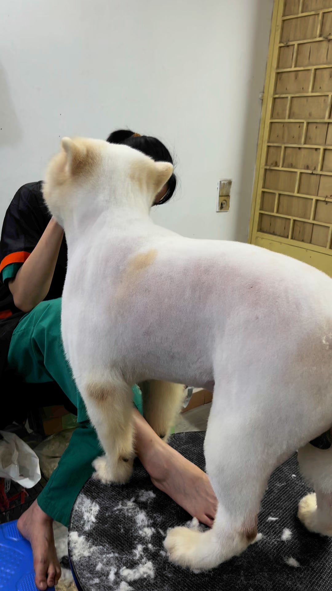 [🆕🇻🇳] Pet Ivy – Spa & Pet Shop 🐶🦜 Top1Pets 🐱🐠 Điện đã về bản rùi ạ   #petivy #chuabenhchomeo #spapet #phukienthucun #thucanchomeo , shares-0✔️ , likes-0❤️️ , date-2025-06-21 01:10:40🐶🐱🇻🇳🇻🇳🇻🇳📰🆕