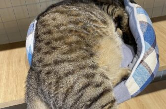 [🆕🇻🇳] Miiu n’ Meal – Fresh Pet Food HN 🐶🦜 Top1Pets 🐱🐠 [MIIU N’ MEAL HÀ NỘI THÔNG BÁO]
Chuyển địa điểm kinh doanh và lịch nghỉ của bếp.Từ ngày 27/6 bếp chuyển về địa chỉ số 11 ngách 15 ngõ 463 Đội Cấn, Ba Đ , shares-2✔️ , likes-15❤️️ , date-2025-06-22 22:41:12🐶🐱🇻🇳🇻🇳🇻🇳📰🆕