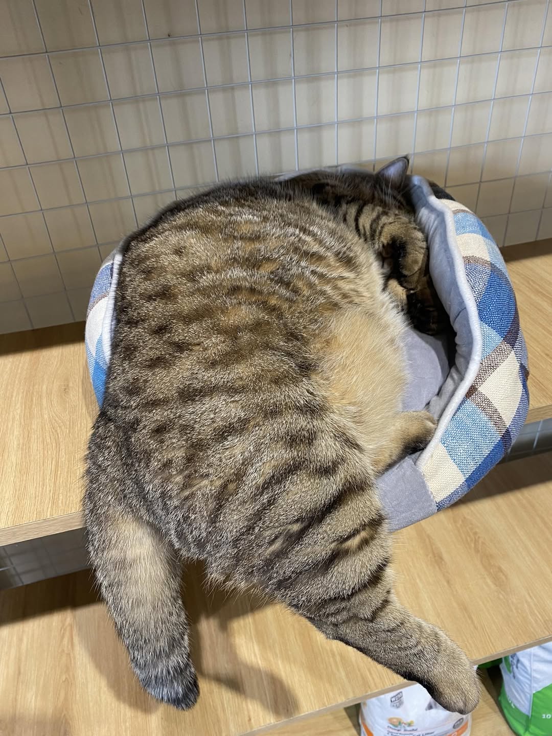 [🆕🇻🇳] Miiu n’ Meal – Fresh Pet Food HN 🐶🦜 Top1Pets 🐱🐠 [MIIU N’ MEAL HÀ NỘI THÔNG BÁO]
Chuyển địa điểm kinh doanh và lịch nghỉ của bếp.Từ ngày 27/6 bếp chuyển về địa chỉ số 11 ngách 15 ngõ 463 Đội Cấn, Ba Đ , shares-2✔️ , likes-15❤️️ , date-2025-06-22 22:41:12🐶🐱🇻🇳🇻🇳🇻🇳📰🆕