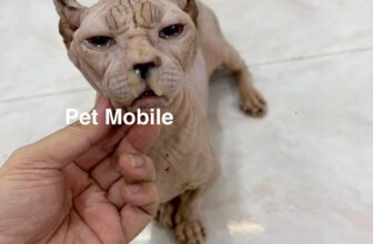 [🆕🇻🇳] Pumami Pet Shop – Cửa Hàng Chăm Sóc Thú Cưng 🐶🦜 Top1Pets 🐱🐠  Chuyên điều trị các bệnh về Hô Hấp sổ mũi kéo dài nặng,khó thở, Tiêu Hoá tiêu chảy.
Chuyên tất cả các bệnh Da Liễu nặng(viêm da, tất cả các loại nấm ngoà , shares-0✔️ , likes-1❤️️ , date-2025-06-26 22:34:37🐶🐱🇻🇳🇻🇳🇻🇳📰🆕