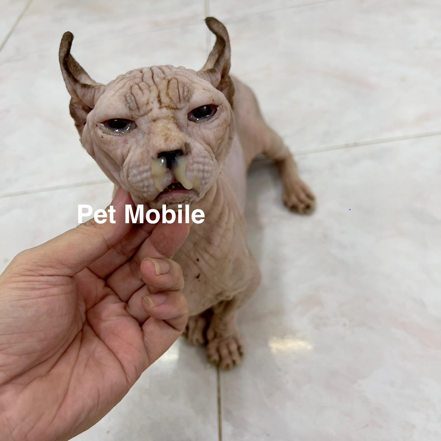 [🆕🇻🇳] Pumami Pet Shop – Cửa Hàng Chăm Sóc Thú Cưng 🐶🦜 Top1Pets 🐱🐠  Chuyên điều trị các bệnh về Hô Hấp sổ mũi kéo dài nặng,khó thở, Tiêu Hoá tiêu chảy.
Chuyên tất cả các bệnh Da Liễu nặng(viêm da, tất cả các loại nấm ngoà , shares-0✔️ , likes-1❤️️ , date-2025-06-26 22:34:37🐶🐱🇻🇳🇻🇳🇻🇳📰🆕