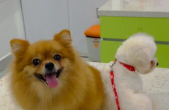 [🆕🇻🇳] PET HOUSE BÌNH DƯƠNG 🐶🦜 Top1Pets 🐱🐠  , shares-0✔️ , likes-0❤️️ , date-🐶🐱🇻🇳🇻🇳🇻🇳📰🆕